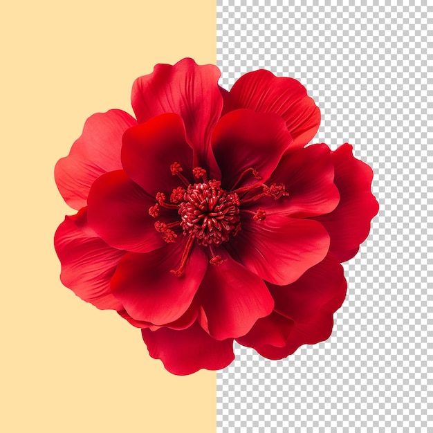 PSD linda flor vermelha suave