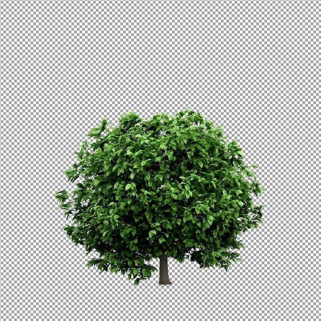 Linda planta em renderização 3d isolada