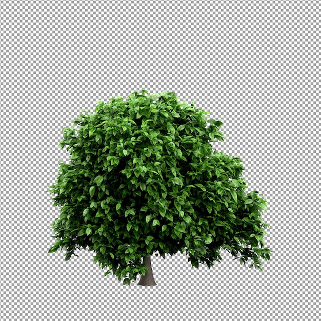 Linda planta em renderização 3d isolada