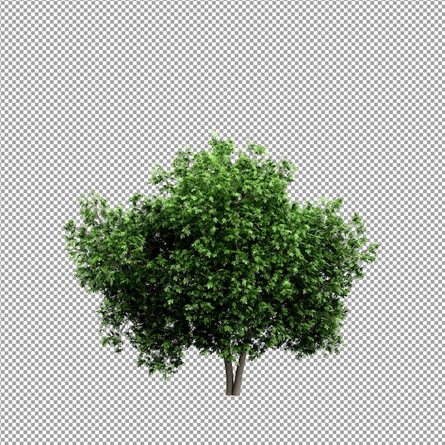 Linda planta em renderização 3d isolada