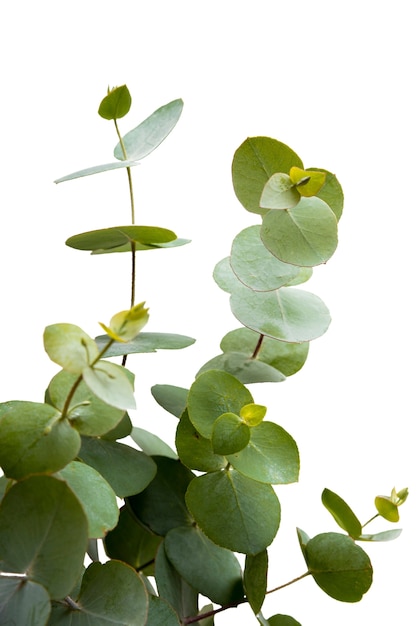 Lindas folhas isoladas