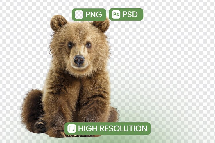 PSD el lindo cachorro de oso marrón sentado aislado sobre un fondo transparente