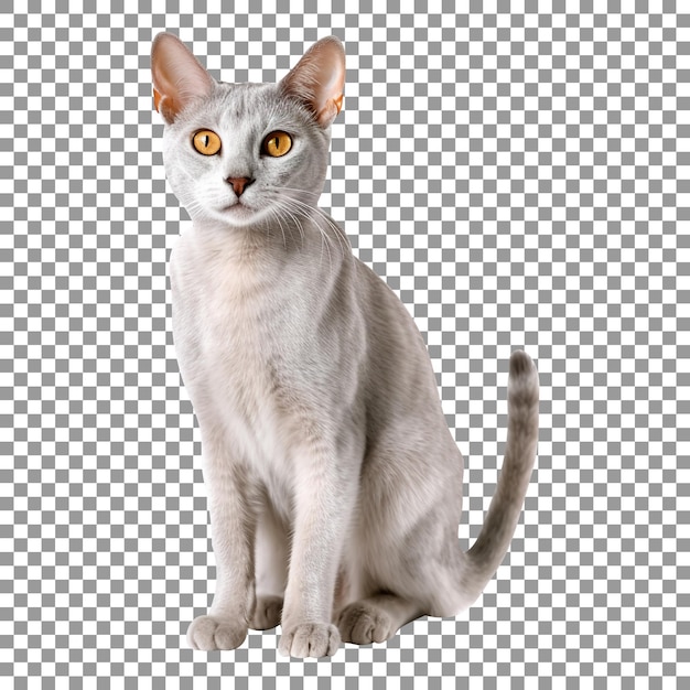Lindo gato singapura fofo isolado em fundo transparente