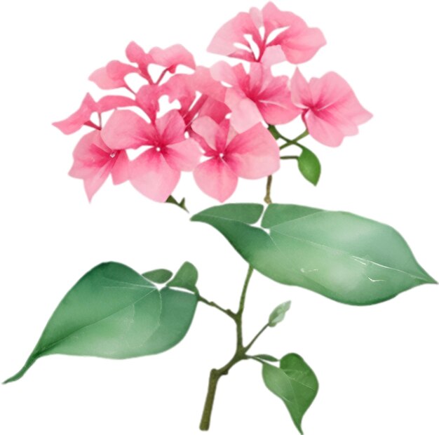 PSD un lindo icono de la flor de bougainvillea