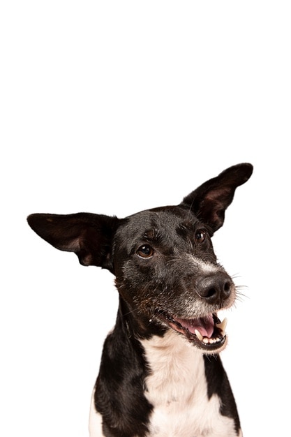 Lindo perro retrato aislado