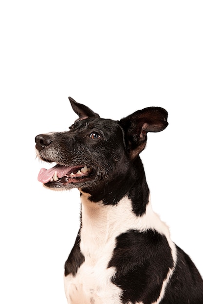 Lindo perro retrato aislado