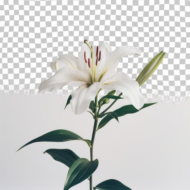 PSD un lirio blanco con una flor blanca en el medio