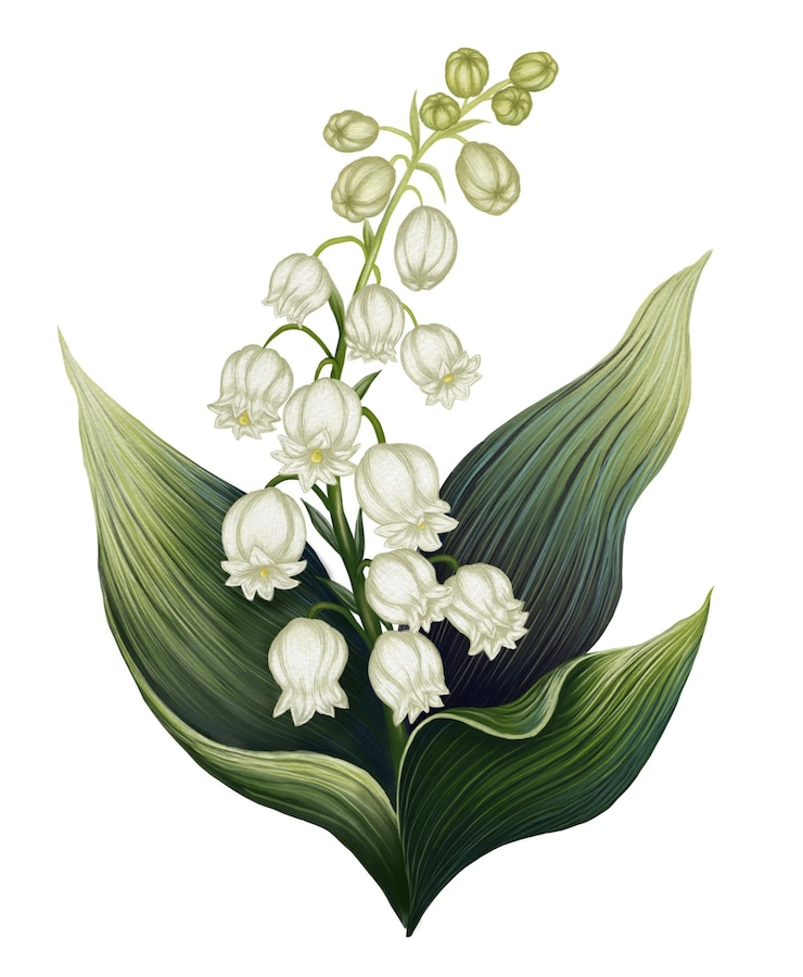 PSD lirio de la flor del valle flor en estilo de ilustración de acuarela impreso con prímula