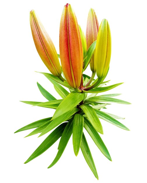 Un lirio con hojas verdes y pétalos de naranja en primer plano
