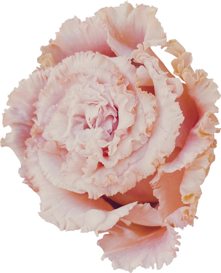 PSD lisianthusblume rosa