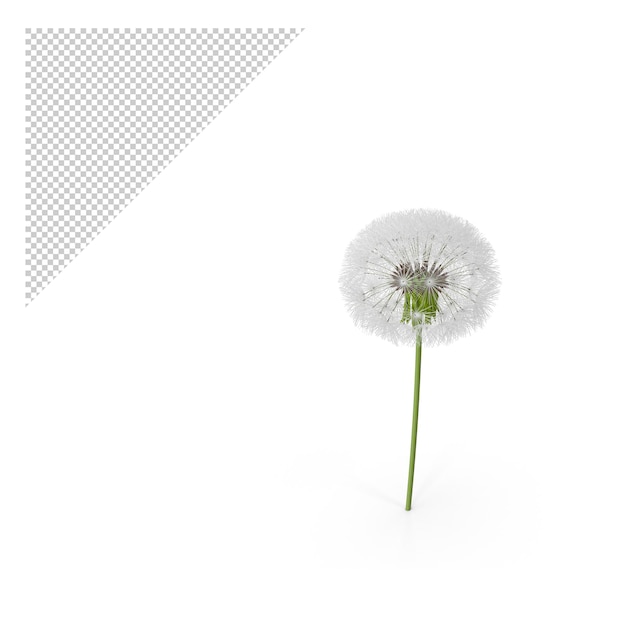 Löwenzahnblume PNG