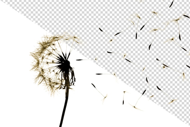 PSD löwenzahnblume png