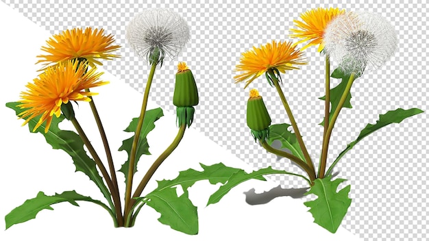 PSD löwenzahnblume png