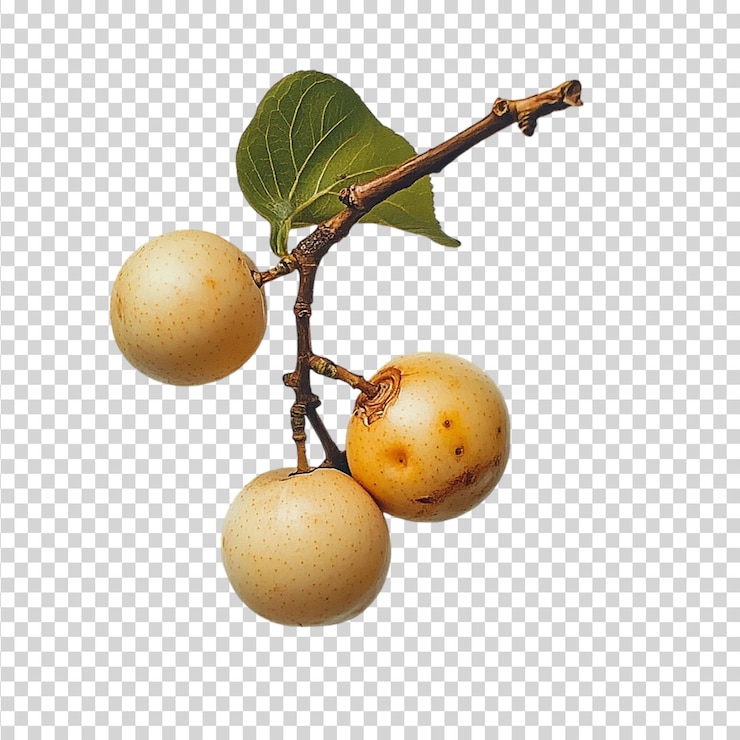 PSD un longan fresco aislado en un fondo transparente