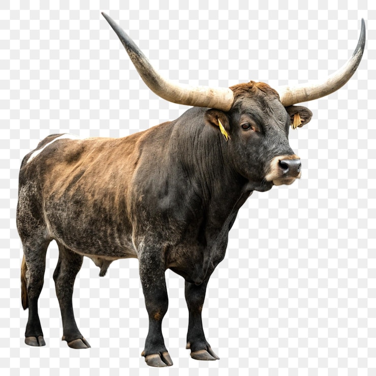PSD longhorn aislado sobre un fondo transparente