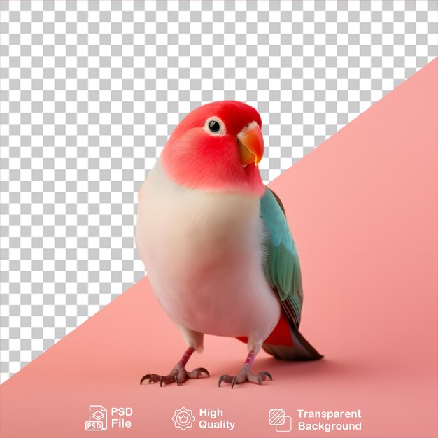 PSD loro colorido aislado en fondo transparente incluye archivo png