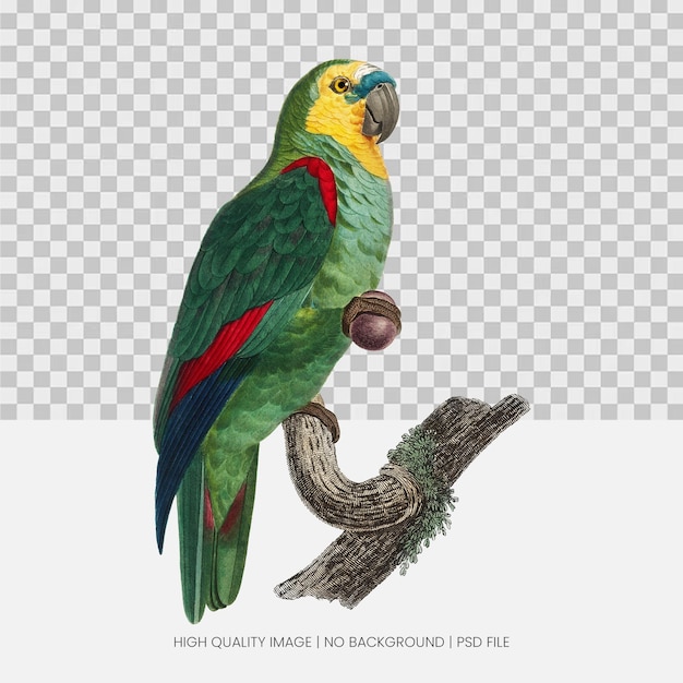 El loro exótico en una rama Una ilustración realista dibujada a mano