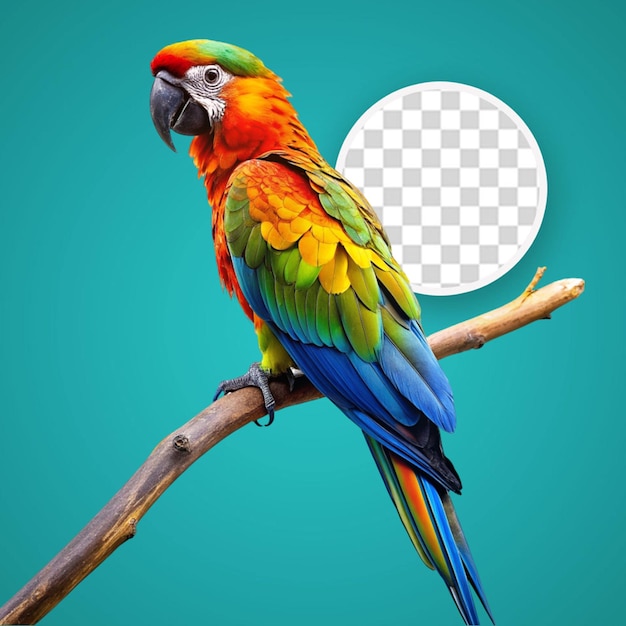 El loro guacamayo aislado en un fondo transparente png