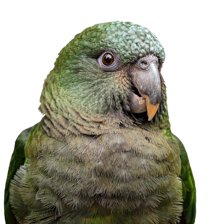 PSD loro verde con pico naranja