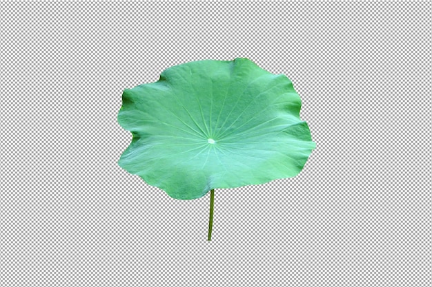 Lotus blatt