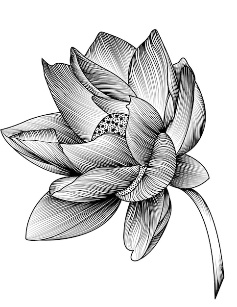 Lotusblume