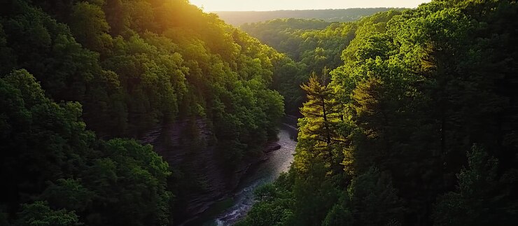 PSD luftansicht eines flusses, der sich durch einen üppigen wald schlängelt