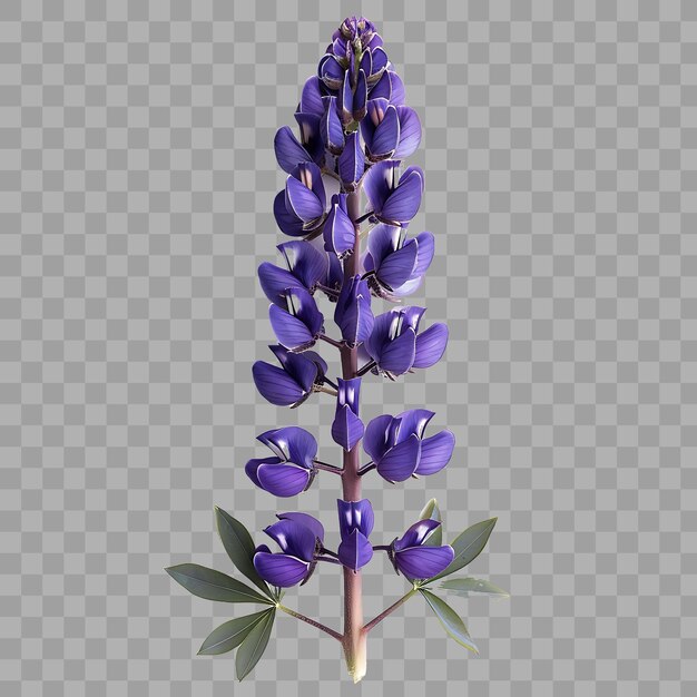 PSD lupinblume mit indigo und tiefer farbe die blüten sind blo isolated clipart png psd naturdekor