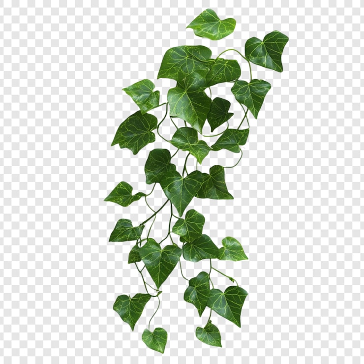 PSD lush green ivy plant leaves vine isolated on white background perfect for design projects or nature themed artworks