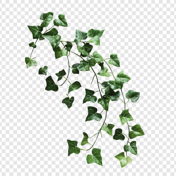 PSD lush green ivy vine plant leaves nature greenery botanical foliage branch stem isolated on transparent background