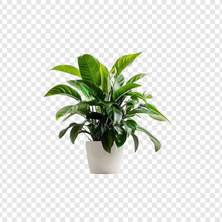 PSD lush green peace lily pianta da casa in vaso pianta da camera