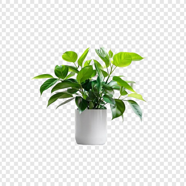 PSD lush green peace lily pianta da casa in vaso pianta da camera
