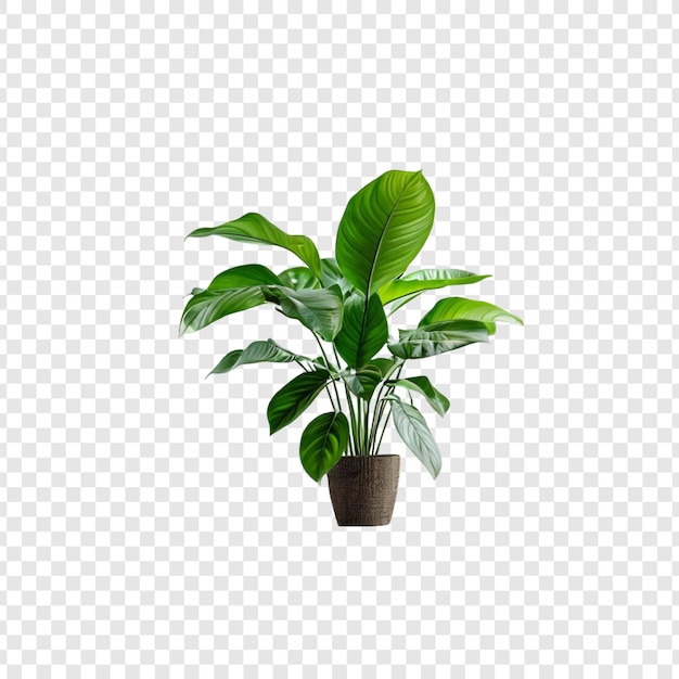 Lush Green Peace Lily pianta da casa in vaso pianta da camera