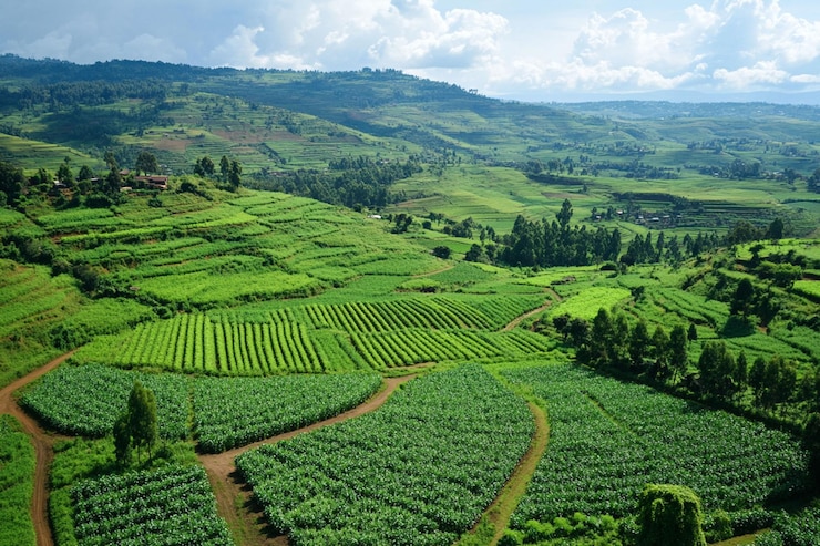 PSD lush green terraced hills vibrant agriculture landscape under a bright sky