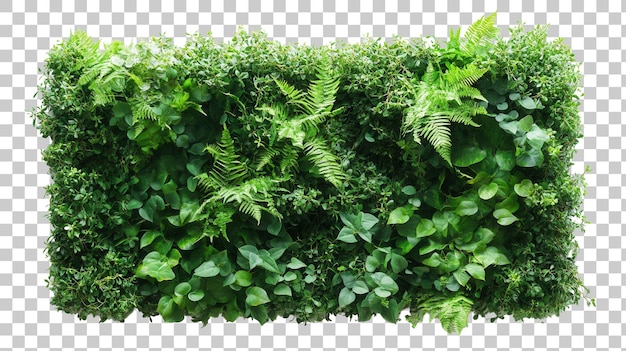 Lush Green Vertical Garden Wall Ferns Plantas e Natureza