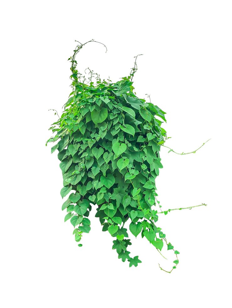 PSD lush green vine with heartshaped leaves isolated on png background