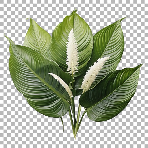 PSD lys de la paix à feuilles de spathiphyllum sur un fond transparent