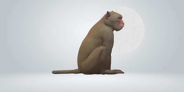 Macaco isolado em um fundo transparente