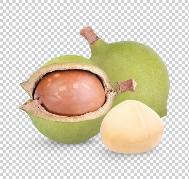 Macadâmia isolada