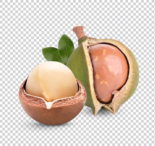 Macadamia-nüsse mit blättern isolierten rendering