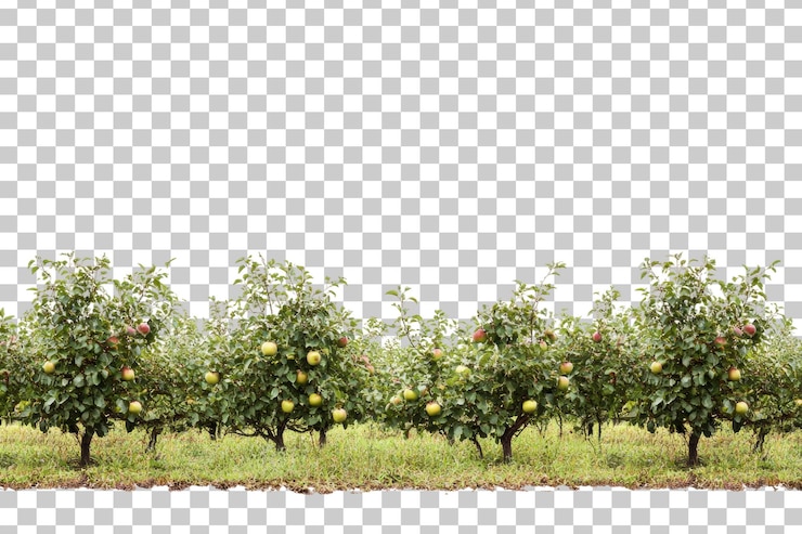 PSD maçãs carregadas de frutas em uma tarde ensolarada isoladas em um fundo transparente