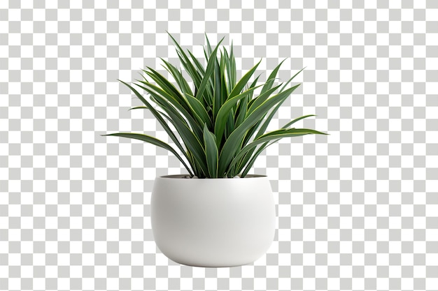 PSD una maceta de plantas 3d realista