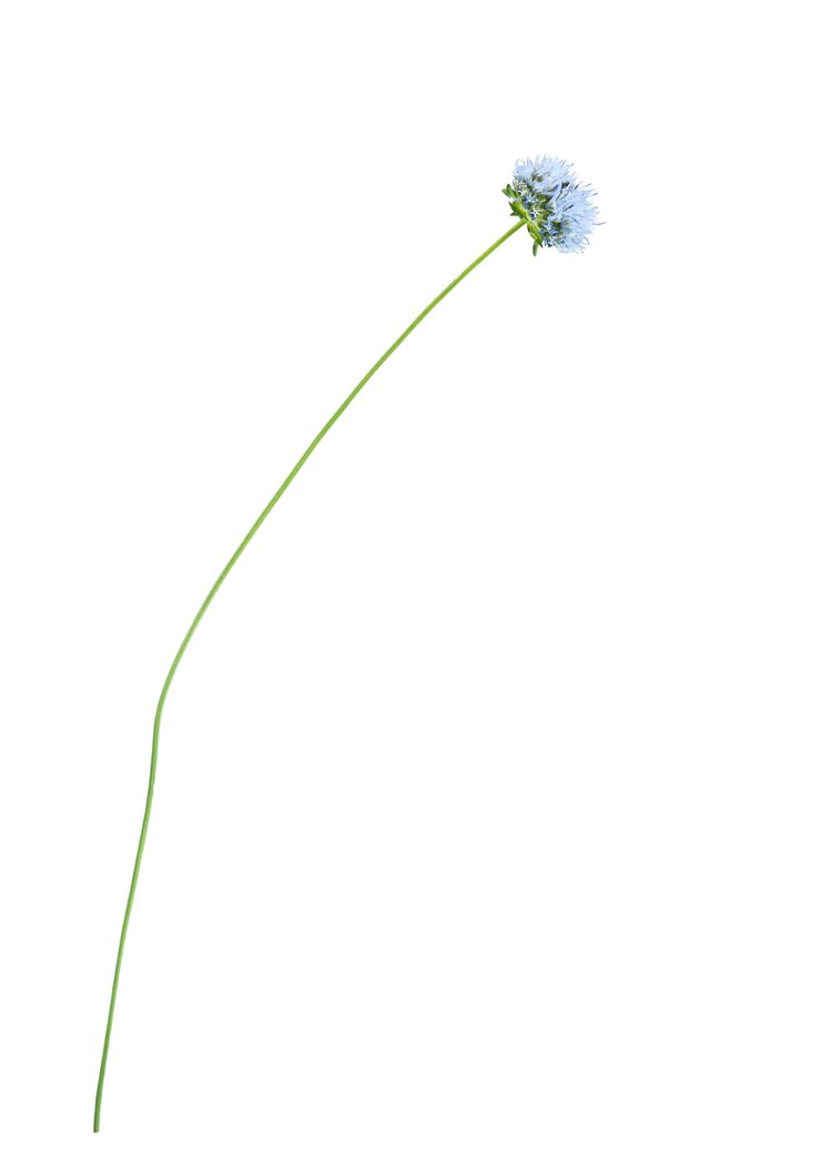 PSD macro diferente fotografía verde con flor azul de planta silvestre aislada sobre un fondo transparente