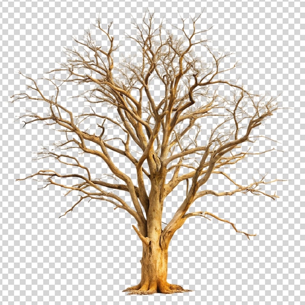 Madera seca de árbol aislada sobre un fondo transparente