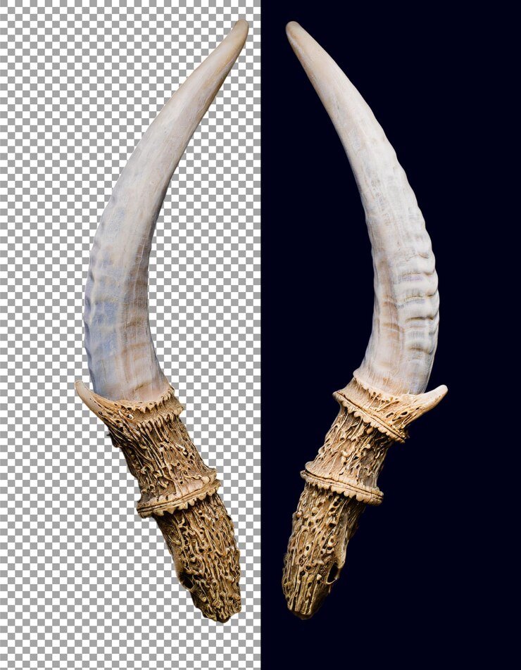 PSD maestoso cranio di antilope con corna curve naturali su sfondo trasparente png psd