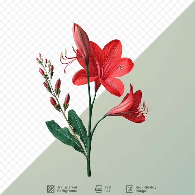 PSD magnífica flor tropical con flores rojas y tallos verdes