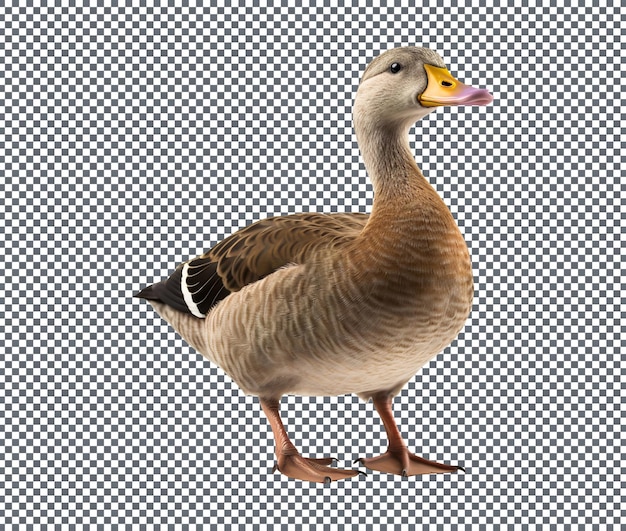 Magnificent Duck Leg isolated on white background