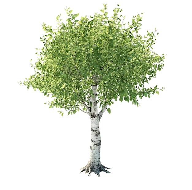 Un magnifique arbre vert