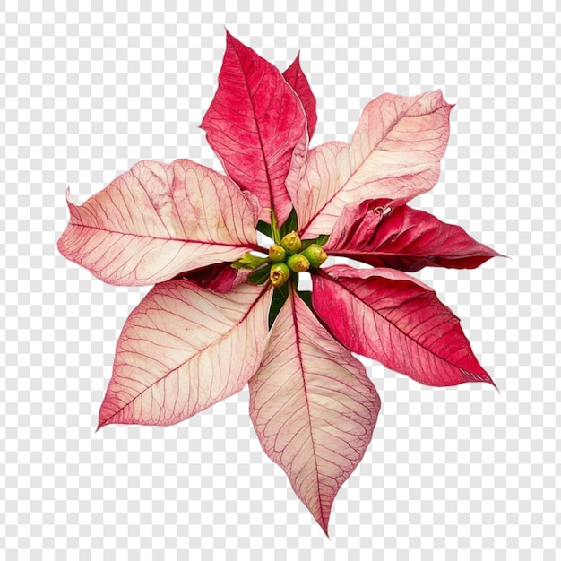 Une magnifique fleur de poinsettia rose avec des veines délicates sur ses bracts un symbole de fleur de Noël isolé sur un fond blanc
