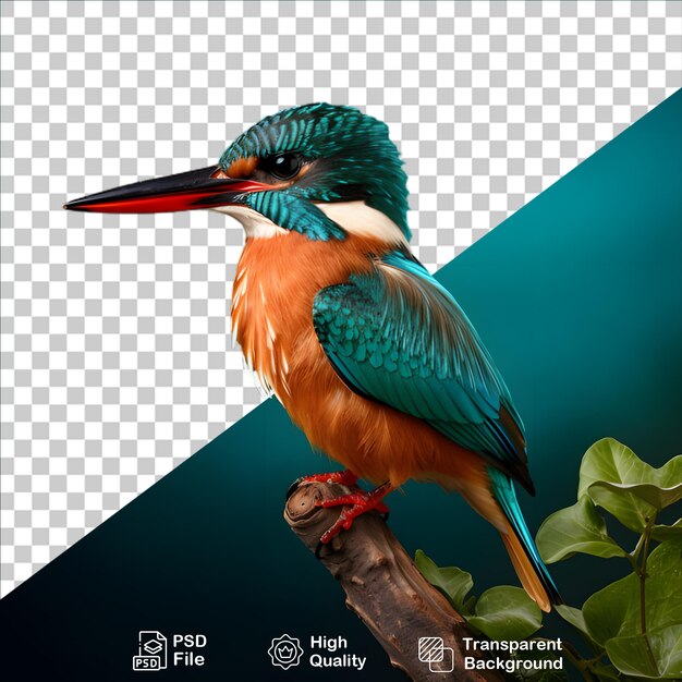 Magnifique Kingfisher Isolé Sur Un Fond Transparent Inclure Un Fichier Png