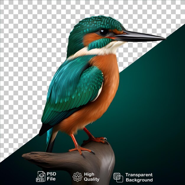 PSD magnifique kingfisher isolé sur un fond transparent inclure un fichier png